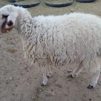 بره ماده|حیوانات مزرعه|فردوس (خراسان), |دیوار