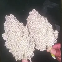 ذرت خوشه ای سفید