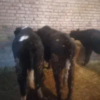 گوساله ماده