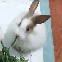 واگذاری خرگوش