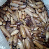 بلوط (به روی ما زوار )