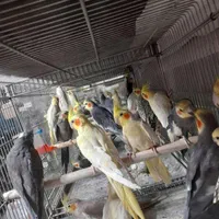 انواع طوطی عروس هلندی درهررنگ ونژاد