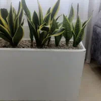 باکس گل طبیعی|گل و گیاه طبیعی|شهریار, شهریار|دیوار