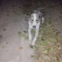 سگ لاس دوساله|سگ|مبارکه, |دیوار