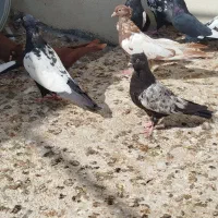 30عدد جوجه سینه سیاه و سینه سرخ|پرنده|اوز, |دیوار