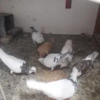 زردوشامی|پرنده|سبزوار, قصبه شرقی|دیوار