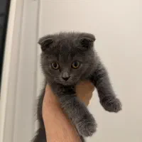 گربه اسکاتیش فولد