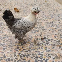 مرغ و خروس لهستانی|حیوانات مزرعه|کهک, |دیوار