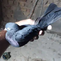 کبوتر گرفتنی|پرنده|قم, ولیعصر|دیوار