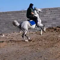 یک عدد اسب نریان|اسب و تجهیزات اسبسواری|سیرجان, |دیوار