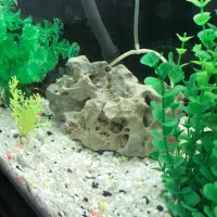 آکواریوم|ماهی|مریوان, |دیوار