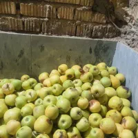 سرکه سیب و عرق خار مریم|گل و گیاه طبیعی|شیراز, مسلم|دیوار