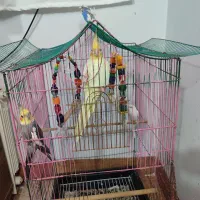 یک جفت نروماده عروس هلندی رام قیمت ۴۰۰۰۰۰۰