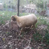 فروش گوسفند