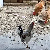 حیوانات|حیوانات مزرعه|ماهدشت, |دیوار