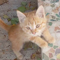 سه عدد بچه گربه خوشکل واگذار میشود