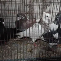 کبوتر‌طوقی‌|پرنده|گلستان (تهران), |دیوار