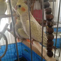 عروس هلندی دو ماهه تازه دون خور شده