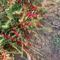 یک قطه زمین ده قصبی