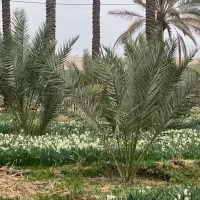 گل نرگس|گل و گیاه طبیعی|جره و بالاده, |دیوار