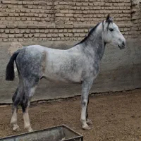 اسب و‌مادیان|اسب و تجهیزات اسب‌سواری|پیشوا, |دیوار