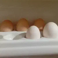 تخم مرغ محلی، گلین نطفه دار