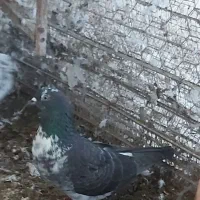 کبوتر پرشی|پرنده|کلارآباد, |دیوار