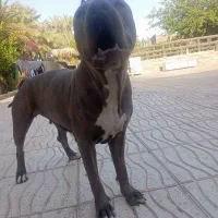 واگذاری پیت بول ماده