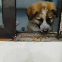 شاه توله سرای|سگ|کرج, خرمدشت|دیوار