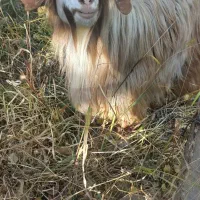 بز نر سالم مخصوص قربانی|حیوانات مزرعه|خوی, |دیوار