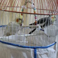 عروس هلندی