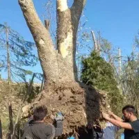 خدمات باغبانی ودرختکاری و گل و درخت فروشی