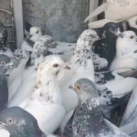 کبوتر پرشی|پرنده|خاش, |دیوار