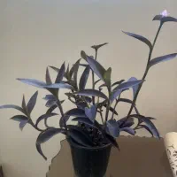 گل ناز یخی و برگ بیدی|گل و گیاه طبیعی|شاهدشهر, |دیوار