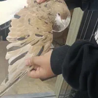 کبوتر خوشرنگ زرد پر گل سیاه نقاشی نر مست