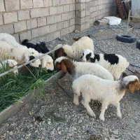 میش زاییده|حیوانات مزرعه|کاخک, |دیوار