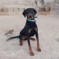 سگ نژاد دوبرمن خالص|سگ|شیروان (خراسان), |دیوار