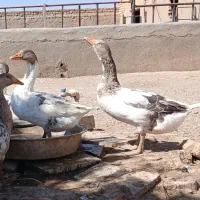 غازهای جوان وسالم وارگانیک وبوقلمون