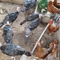 بوقلمون 6 ماهه