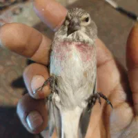 سهره س ی ن سر خ