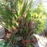 نخل|گل و گیاه طبیعی|دهدشت, |دیوار