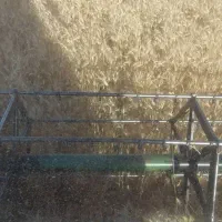 گندم بذری دیم بوجار شده