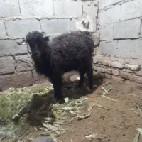 بز ابست وطنی