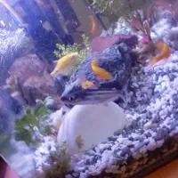 ماهی پنگوسی فروش یا معاوضه و رزی بارب