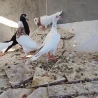 کبوتر. دنش یهودی