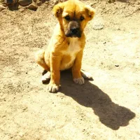 سگ خراسانی