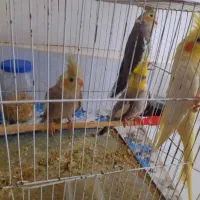 عروس و بچه عروس