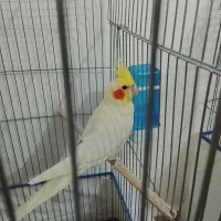 عروس هلندی سخنگو