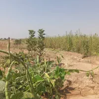 زمین کشاورزی جاده کارخانه سیمان استهبان نشهر|فروش زمین و ملک کلنگی|رونیز, |دیوار