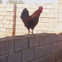 خروس|حیوانات مزرعه|رامشیر, |دیوار